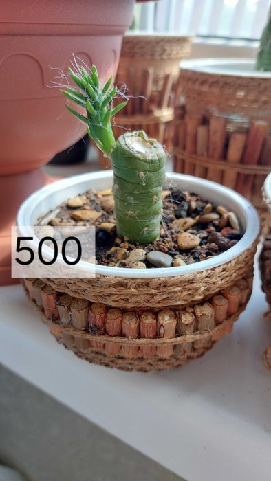 Комнатные растения