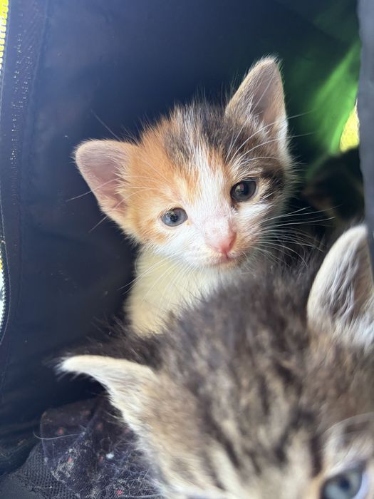 Котята девочки срочно ищут дом!
