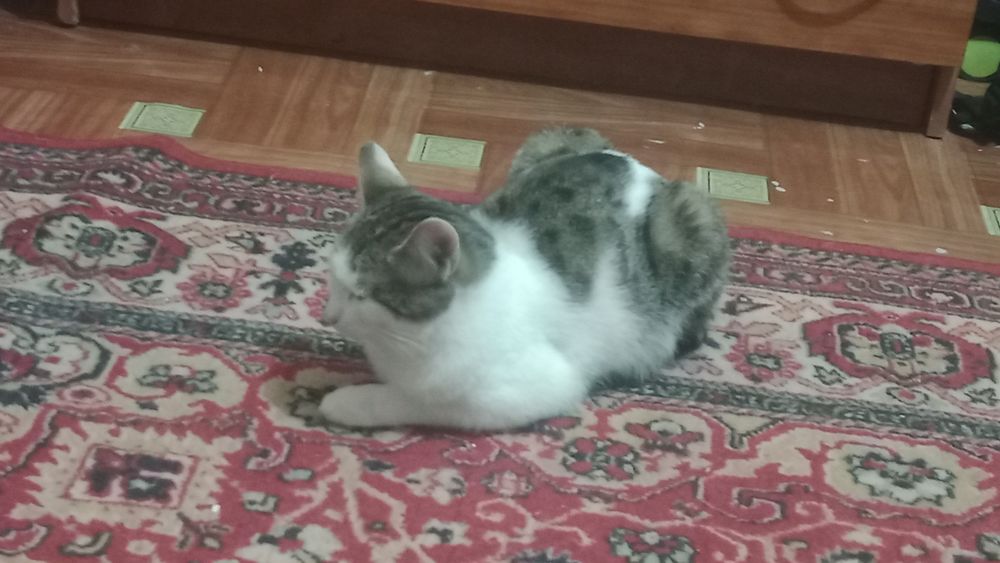 Пропал Кот, мальчик
