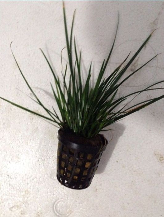 Plante fără co2       .