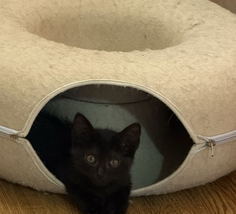Котик Черныш около 3 мес
