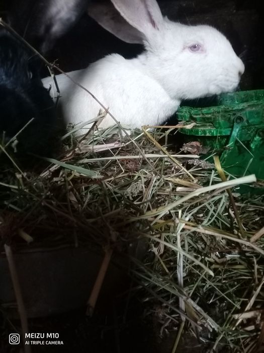Кролики один самец две самки