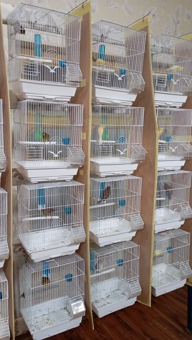 Канарейка .Тайер сайраб турган