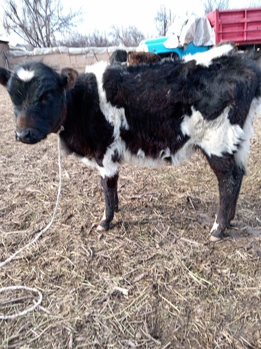 Сиiр бузауымен 3-шi тума