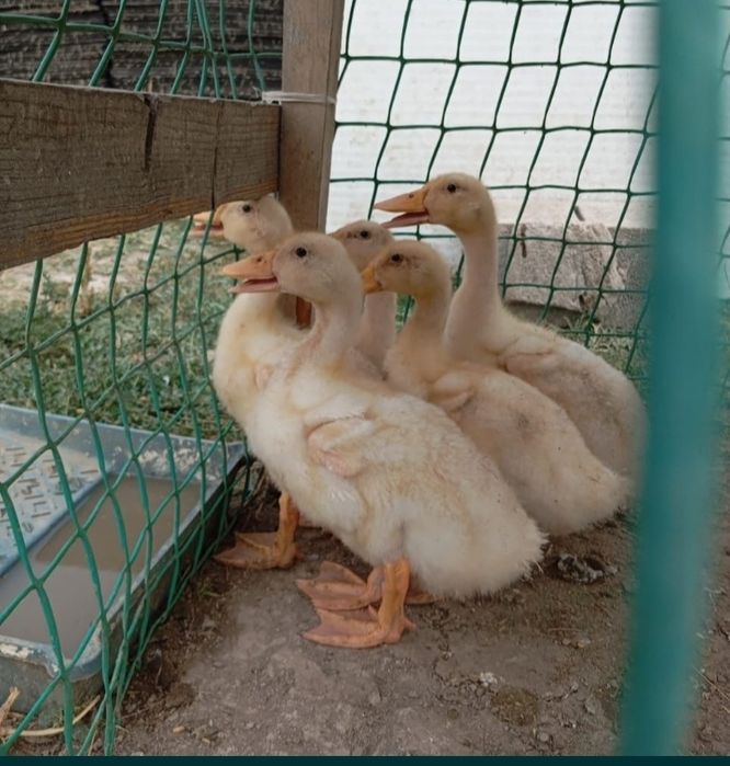 Гуси Парода Линда