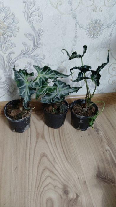 Комнатные растения