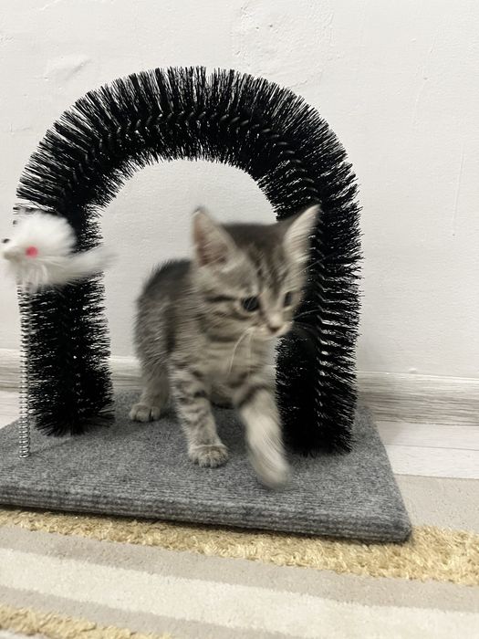Кошка . Отдам бесплатно