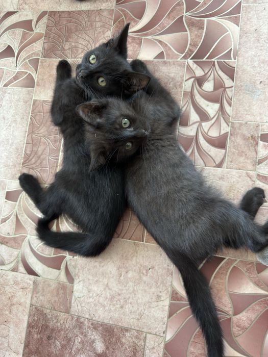 Котята бесплатно