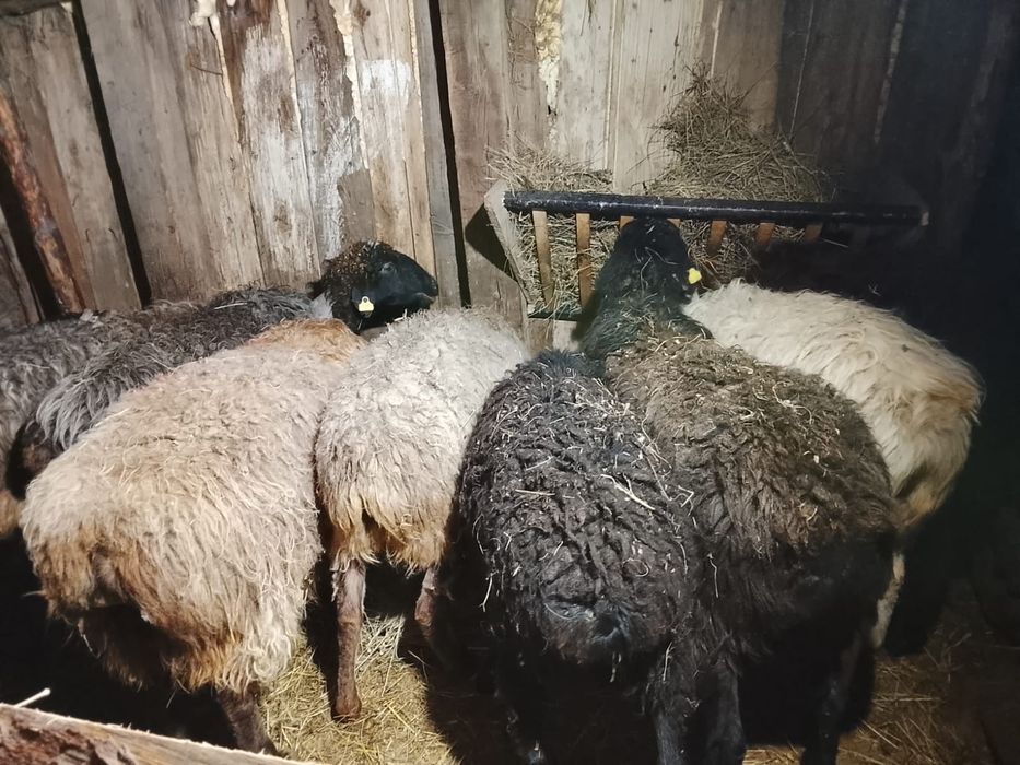 Продам баран семіз қойлар сатылады