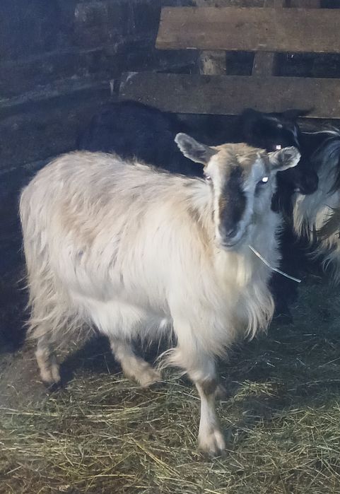 Capra gestanta de vânzare