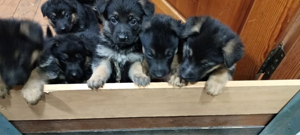 Щенята немецкой овчарки