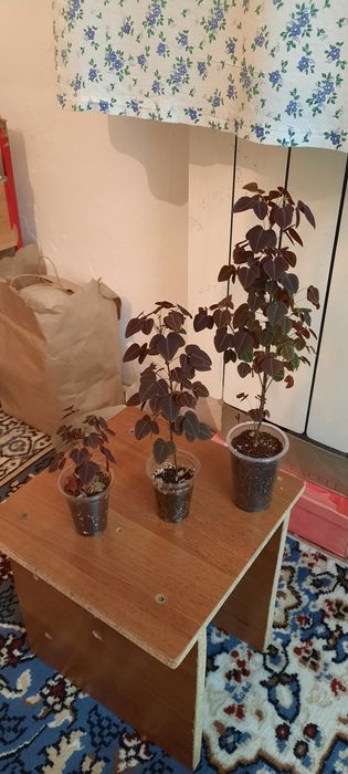 Комнатные цветы красивые