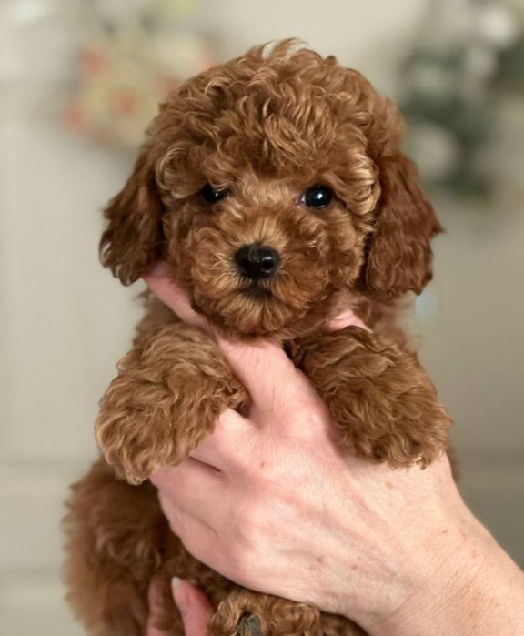 Продам той пуделят!!! 199 000 тг.