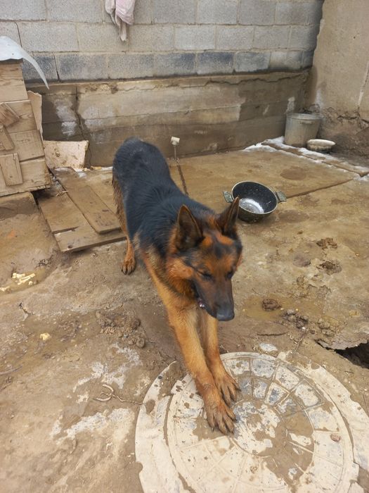 Продам немецкую овчарку