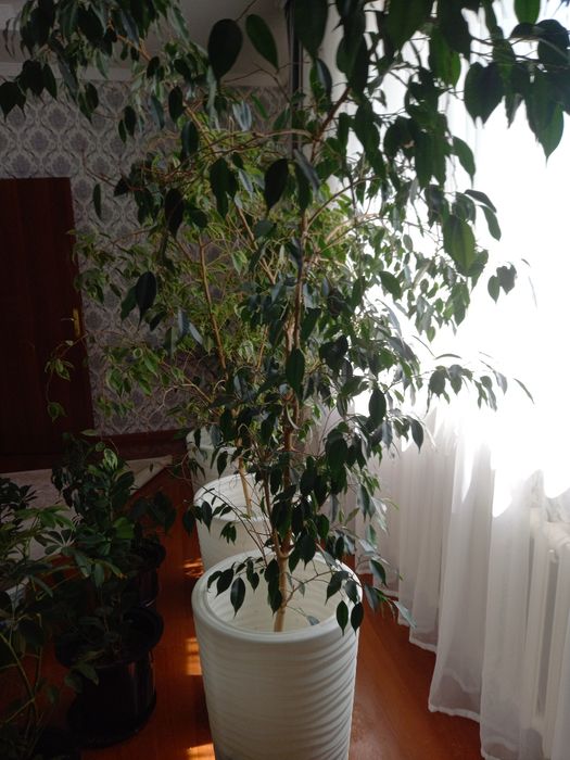 Бөлме гүлдері,уже тал болған