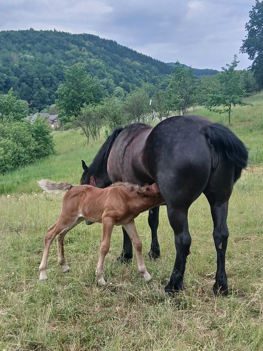 Vand iapa cu manza