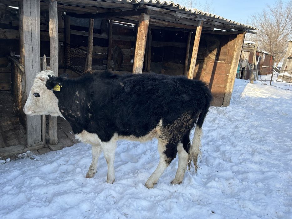 Торпак  Сатылады