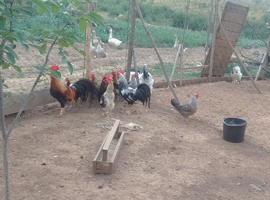 Vînd  găini și cocoș italiene