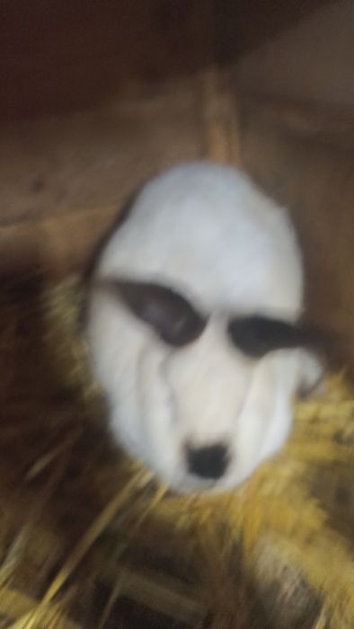 Femela California un an