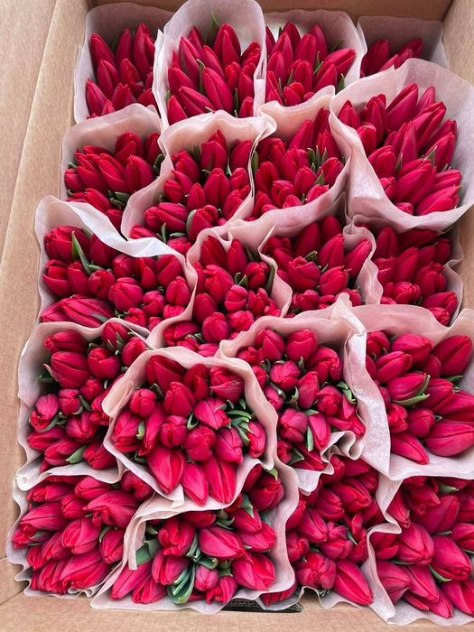 Белорусские тюльпаны