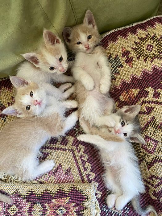 Отдаем милых котят