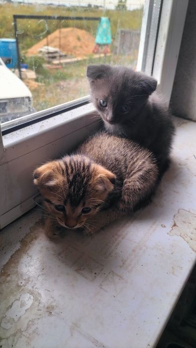 Отдам котят в добрые руки