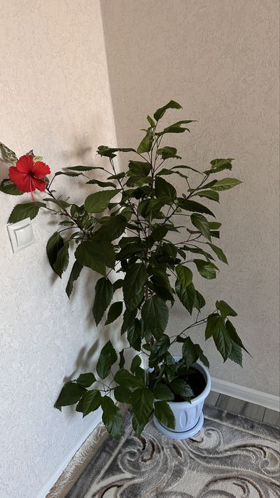 Гибискус сортовой в двух цветах