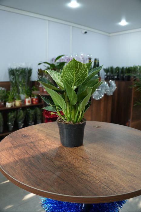 Филодендрон Платинум Даймонд