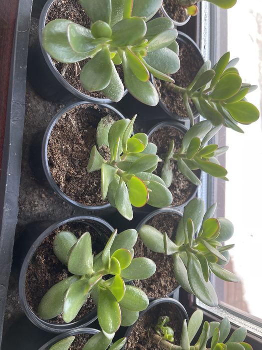 Продам цветы