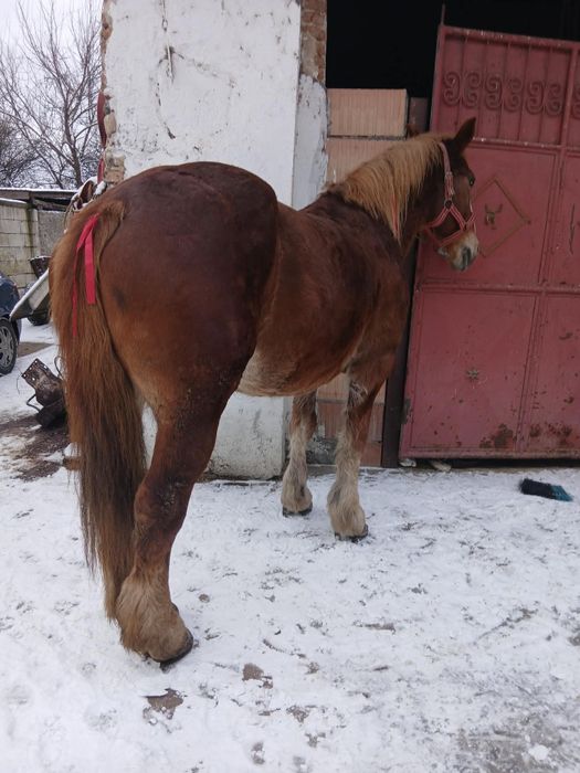 Vând urgent iapa de 6 ani