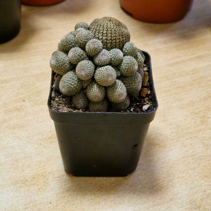 Продам кактусы, суккуленты