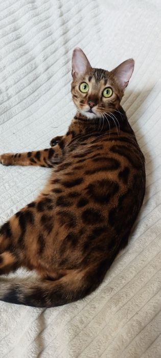 Продам бенгальскую кошечку