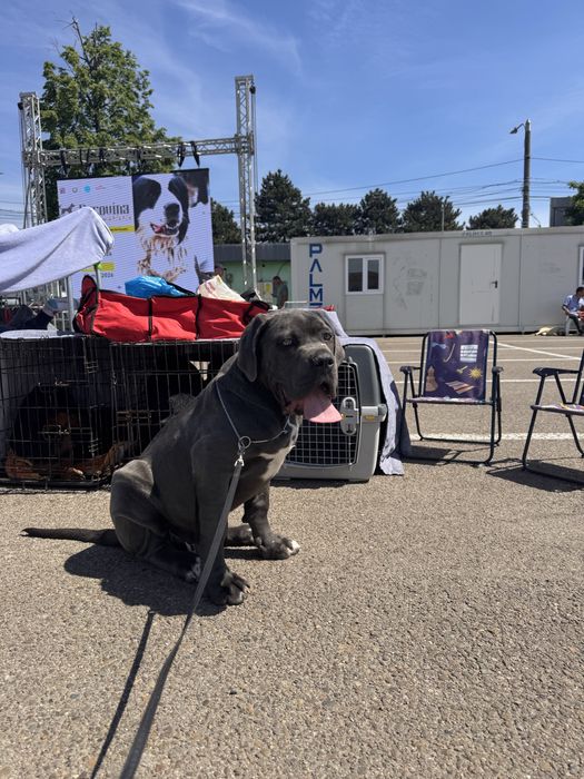 Pui de Cane Corso cu pedigree FCI