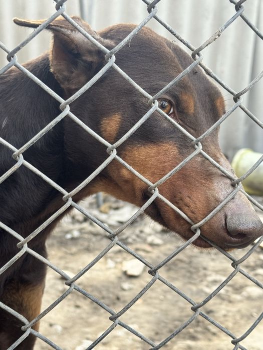 Продам добермана