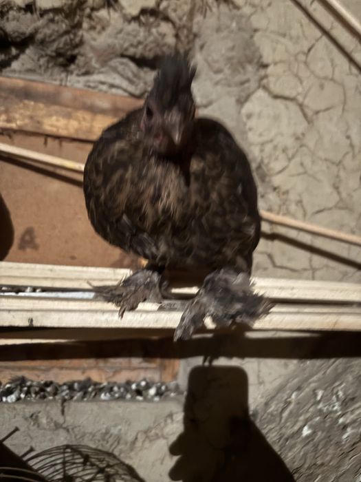 Пипин петух курица