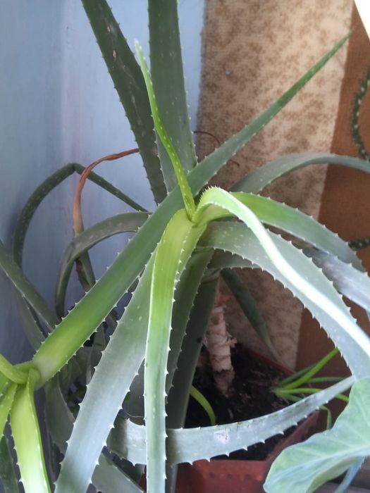 Продам алое лечебный