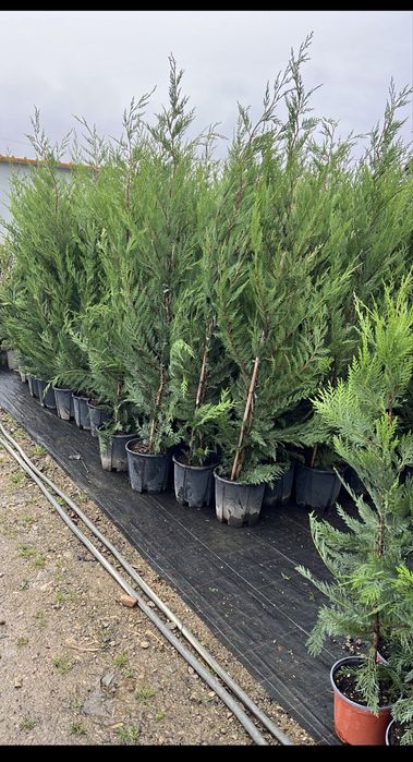 Leylandii chiparos . PEPINIERA FLORESTI ..