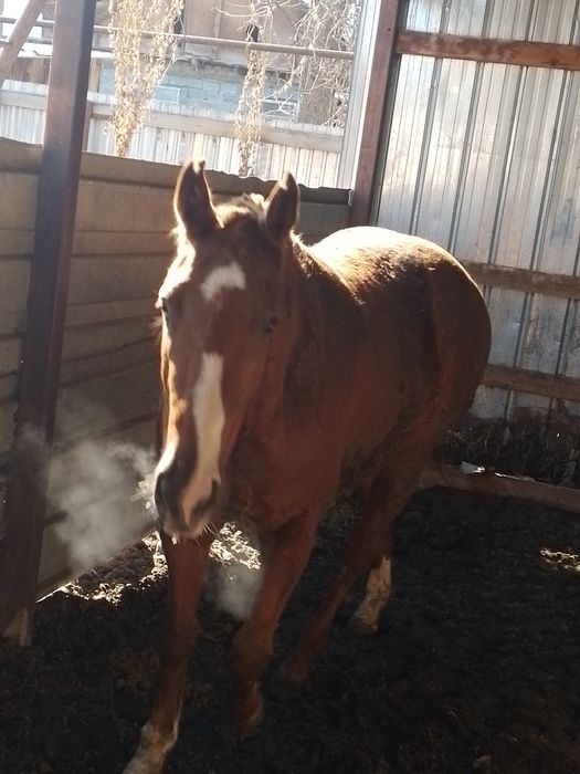 Продам лошадь кобыла