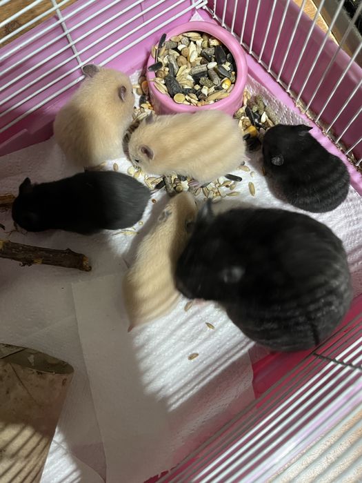 Продам хомичков за 2000 срочно