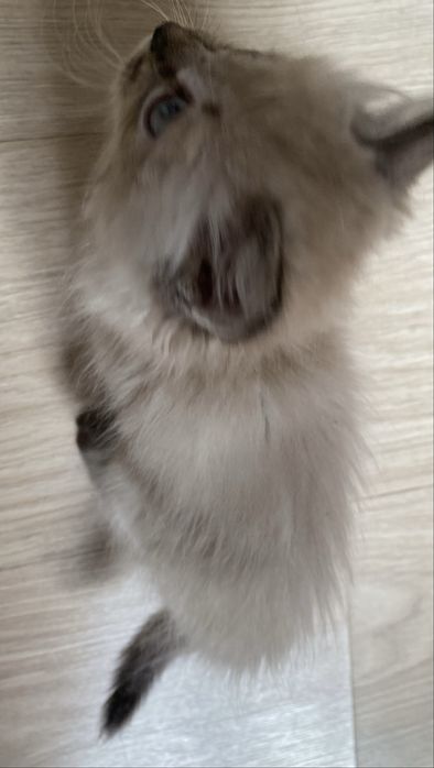 Маленький Котенок