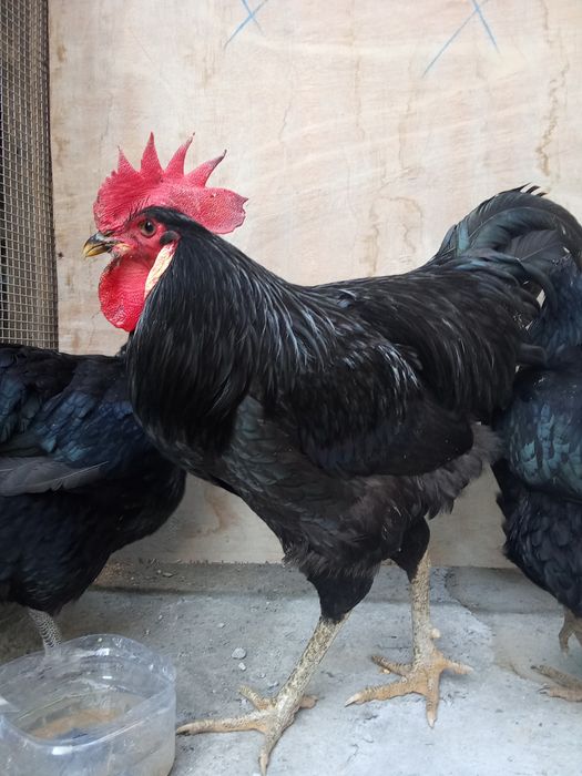 Qora shaxzoda urug'langan tuxumlari 15000. Dan