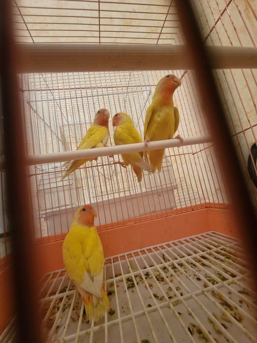 Неразлучники разные породы