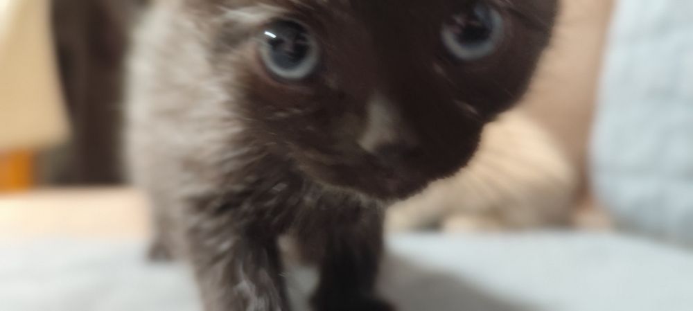 Отдам бесплатно котят мальчик и девочка