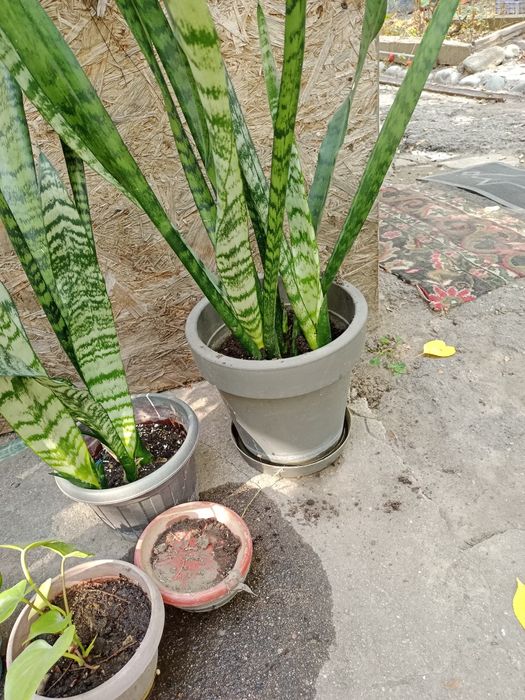 Продам цветы тещин язык