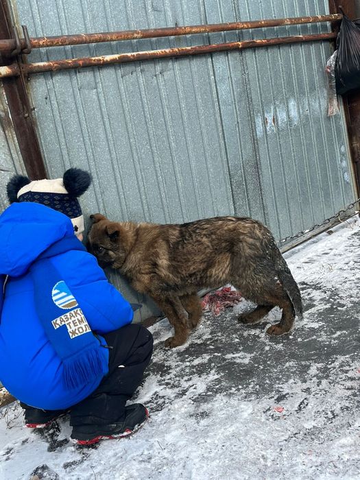 Продам Щенка Немецкой Овчарки девочка