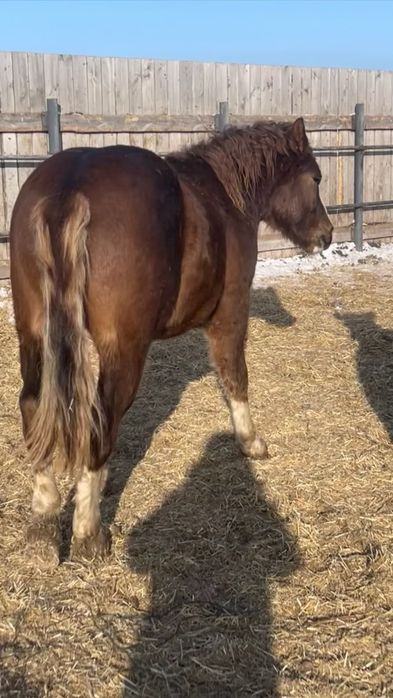 Тяжеловозные Жеребчики 2летки