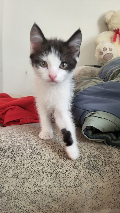 Отдам котенка в добрые руки