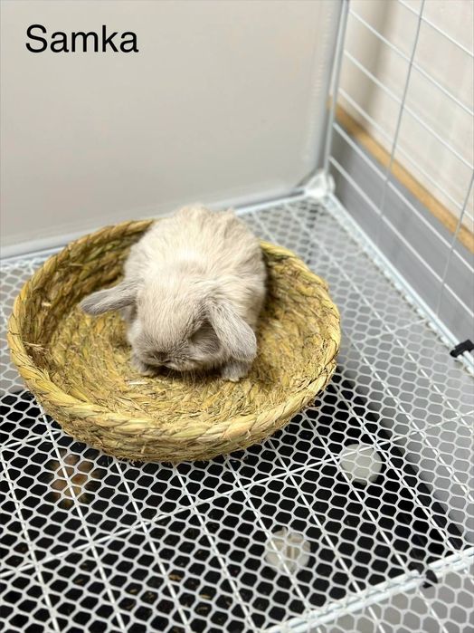 "Karlik Quyonchalari: Mehr, Go'zallik va Sadoqat!"

Siz oila a'zola