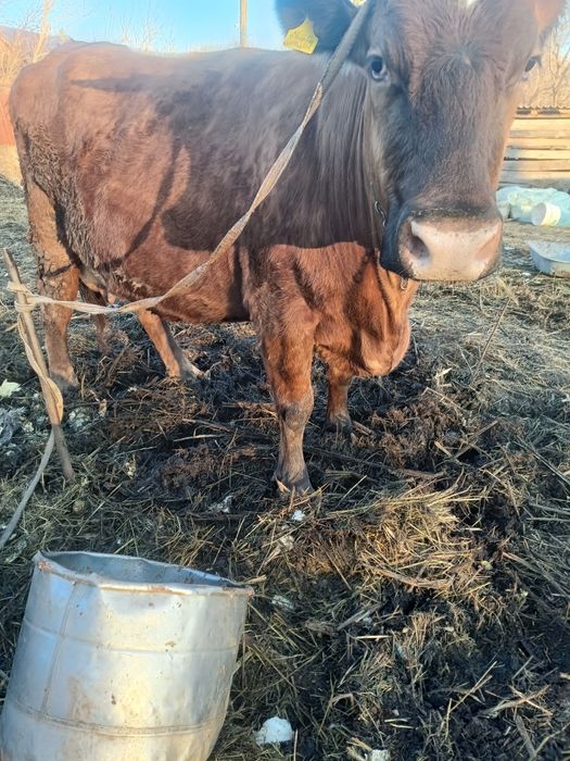 Продам корову 7 лет