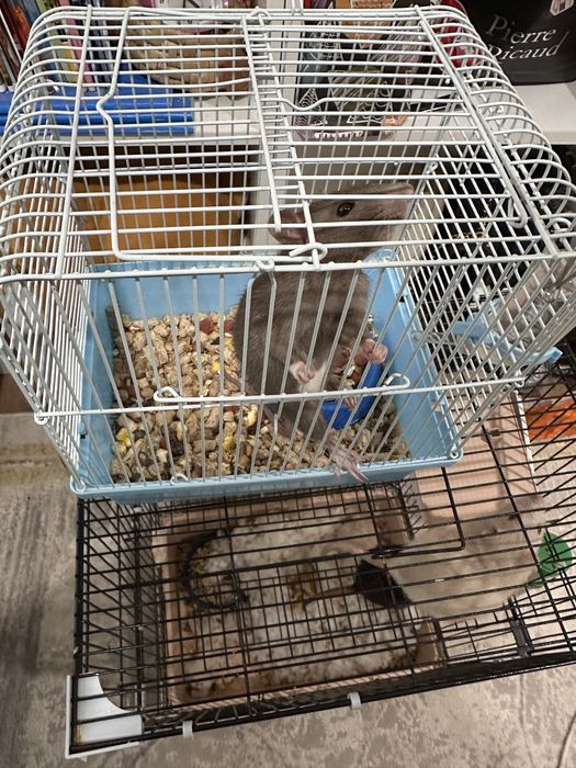 Срочно продам крысок